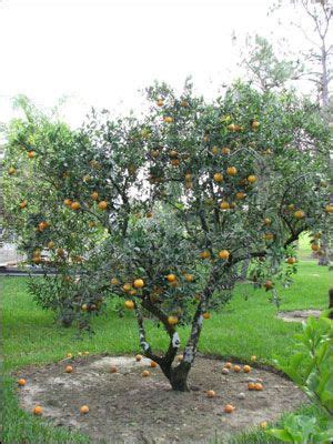 Plant Id Fruits Nuts Tangelo Florida Master Gardener Volunteer