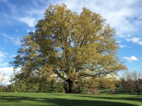 6 Types Of Oak Trees In West Virginia