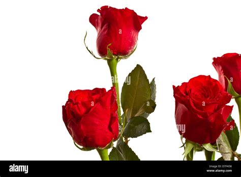 Beautiful Red Roses Stock Photo Alamy