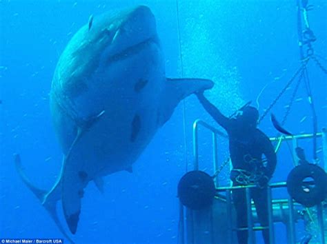 Video Shows 20ft Great White Shark Called Deep Blue Try To Bite Divers