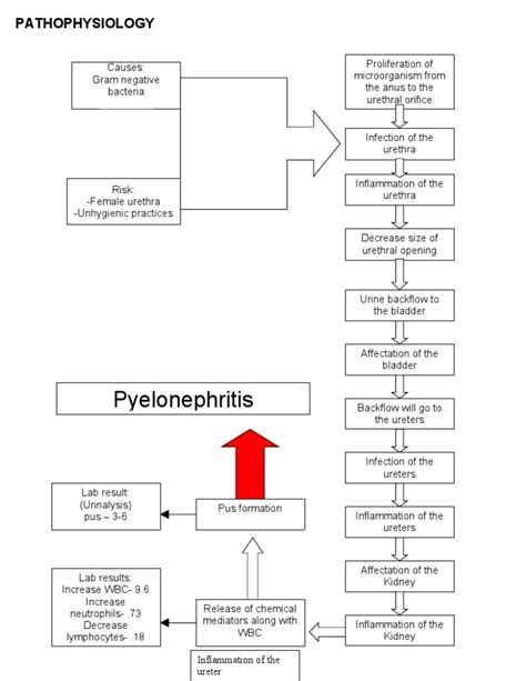 Pathophysiology Pyelonephritis