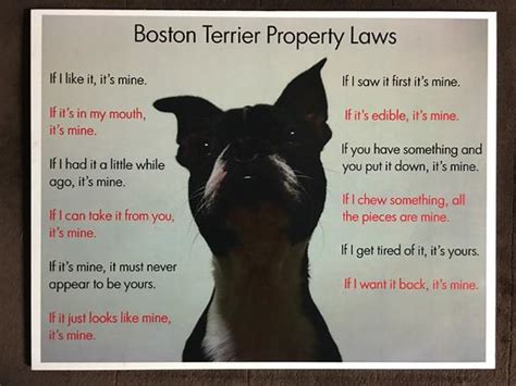 Boston Terrier Property Laws Wooden Decoupage Frame
