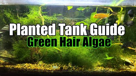 Planted Aquarium Green Hair Algae Youtube