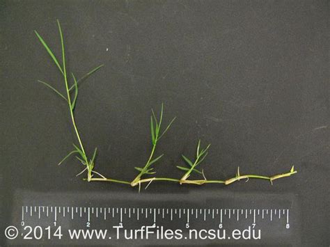 Bermudagrass Nc State Extension Publications