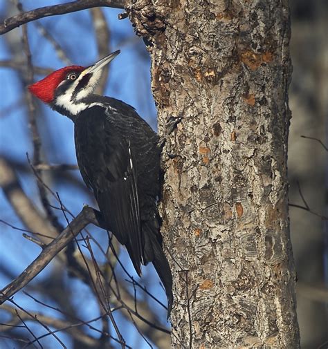 Details : Pileated Woodpecker - BirdGuides