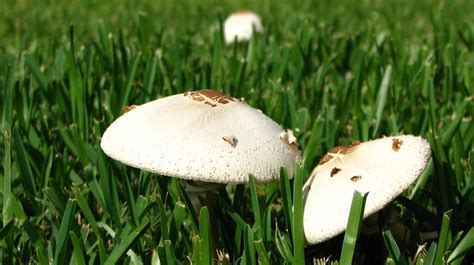 Lethal Lawns Preventing Mushroom Poisoning Cam