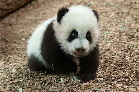 Happy Friday Here Are 10 Zoos Cutest Baby Animals