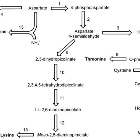 Pathways Of Lysine Methionine And Threonine Synthesis Reactions Download Scientific Diagram