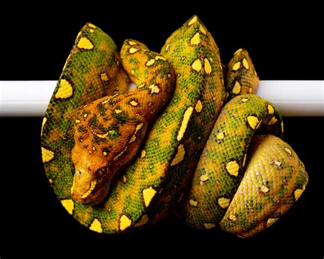 Morelia Viridis Green Tree Python Reptilianostra