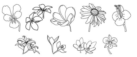 May 07, 2020 · typically, the flower has five or six petals. Floral ornaments in vector format | Flower drawing ...