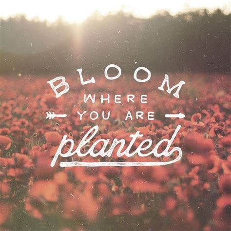 Bloom Where You Are Planted Life Daily Quotes Sayings Pictures