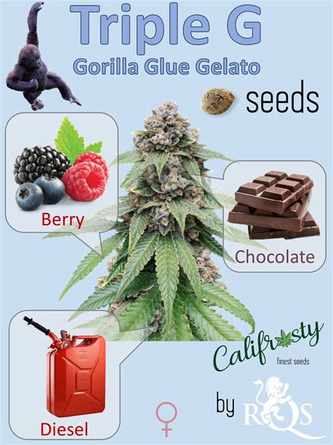 Triple G Gorilla Glue Gelato 🦍 Califrosty Seed Bank