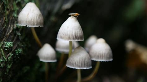 Denver Could Decriminalize Psychedelic Mushrooms Becoming First Us