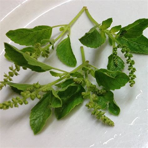 Holy Kaprao Basil Seeds Rama Tulsi Basil Ocimum Sanctum 50 Rare