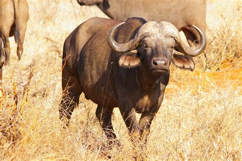 Free Images Adventure Wildlife Horn Herd Africa National Park
