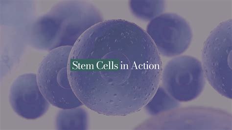 Stem Cells In Action Danai Medi Wellness