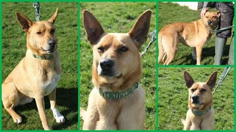 Rocky 4 Year Old Male German Shepherd Cross Available For Adoption