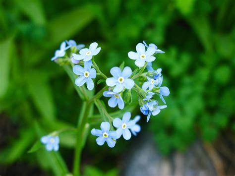 Little Blue Flowers Photos Diagrams And Topos Summitpost