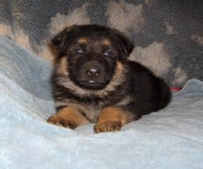 We have puppies available occasionally throughout the year. AKC German Shepherd Puppies