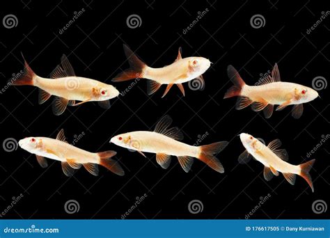 Albino Red Fin Shark Fresh Water Fish Stock Image Image Of Fresh
