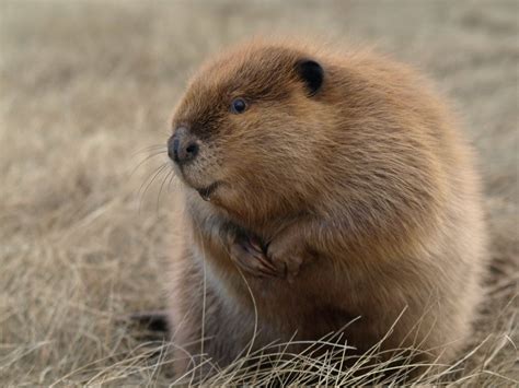 Pin By Verab On Beavers Animals Beautiful Beaver Animals And Pets