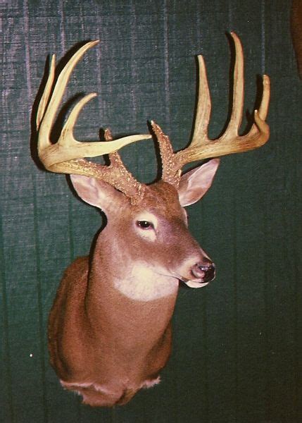 Louisianas Big Buck Locations For Trophy Deer Hunting