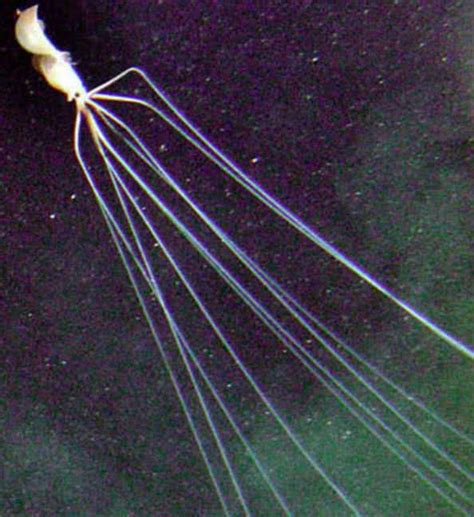 Top 6 Most Amazing Deep Ocean Creatures The Mysterious World