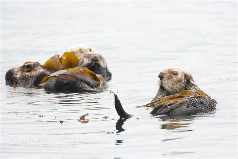 A Sea Otter Floats On Its Back On The Ocean Surface Enhydra Lutris