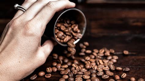 kenali perbedaan kopi arabica  robusta yuk simak katalogue