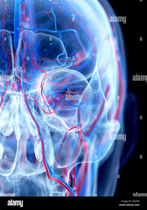The Human Vascular System The Neck Stock Photo Alamy