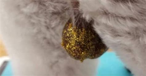 Glitter Testiclessomeone Started The Trend Of Putting Glitter On Dogs