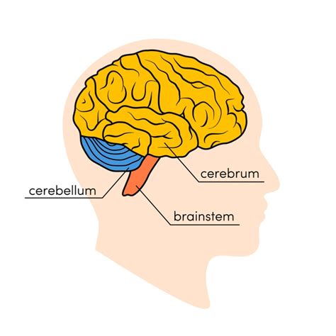 Quick Read The Cerebrum Neuron Stuff And Other Science Stuff