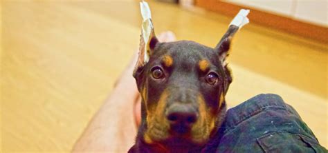 My First Attempt At Posting Our Dobermans Ears Atlas Den
