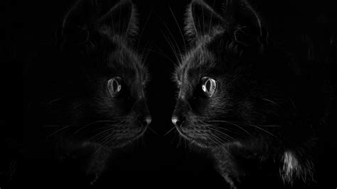 100 Black Cute Cat Desktop Wallpaper Hd Cat Wallpaper Images