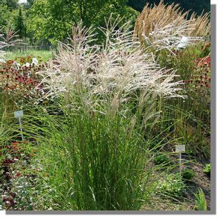Please enter a quantity of. Staudenfoto zu Miscanthus sinensis 'Graziella' (Garten ...