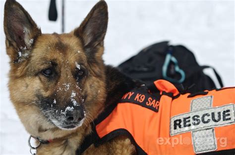 In this article, we will provide an overview of search and rescue dogs; Welcome to The Realm of Hearts: Team Novel Teen: Search ...