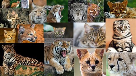 Meet The Deadliest Big Cats On The Planet Earth Youtube