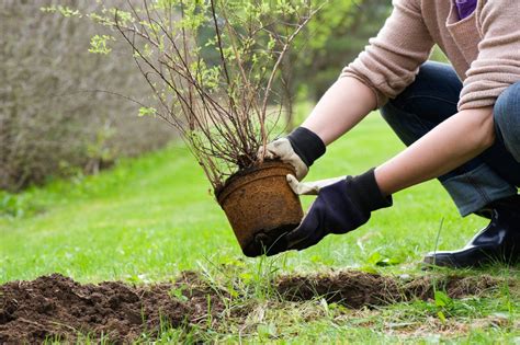 The Dos And Donts Of Pruning Shrubs Advice From Bob Vila