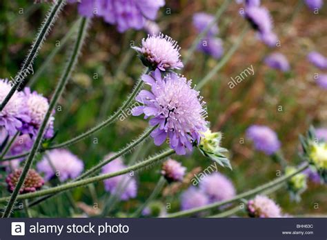 Knautia Arvensis Field Scabious Growing On Sunny South Facing Bank