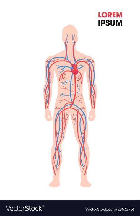 Human Arterial Venous Circulatory System Blood Vector Image