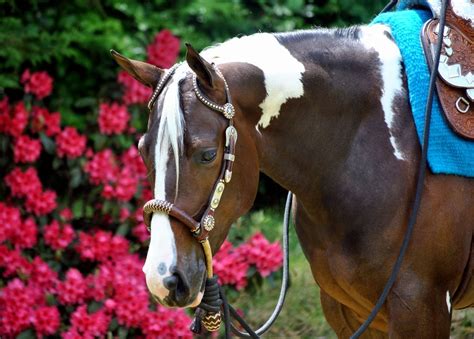 Images Of Apha Hors Shows Aqha Western Pleasure Training Sparrow