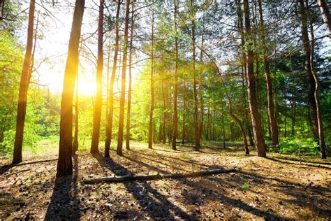 Dawn In A Pine Forest Stock Image Image Of Plant Landscape 32702115