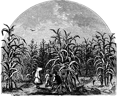 If you own this content, please let us contact. Corn Field | ClipArt ETC
