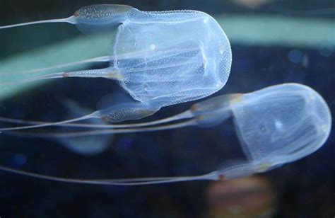 Box Jellyfish Habitat Tropical And Subtropical Waters