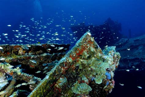 8 Best Spots For Snorkeling In Aruba Celebrity Cruises