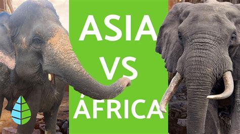Diferencias Clave Entre Elefantes Africanos Y Asiáticos Descubre Su