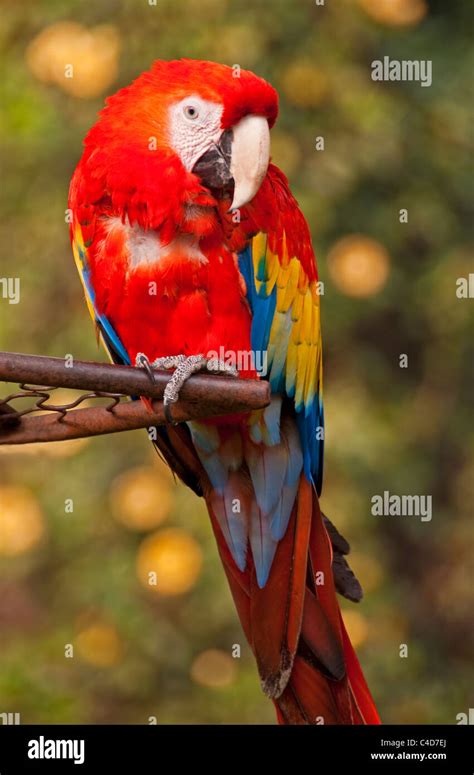 Central American Scarlet Macaw Parrot Ara Macao Cyanoptera At The