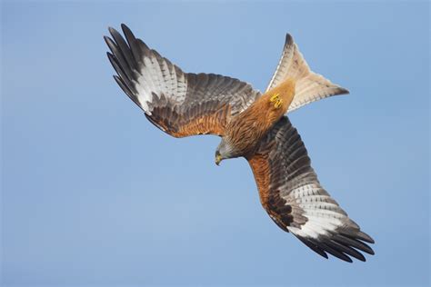 Red Kite Centre Is Flying Surfbirds