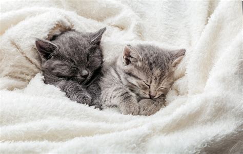 Premium Photo 2 Sleepy Kittens With Paws Sleep Comfortably In White