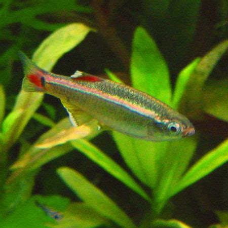 The white cloud mountain minnow is practically extinct in its native habitat, due to pollution and tourism. White Cloud Mountain Minnow med large - Aquatics To Your Door